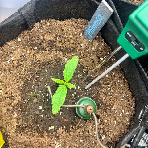 Mimosa Automatic growlog timeline photo