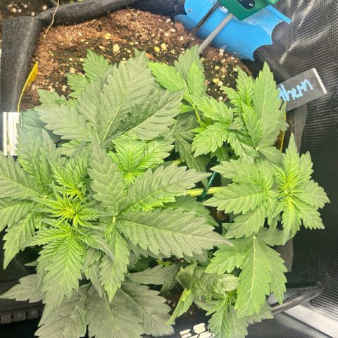 Auto Northern Lights growlog timeline photo