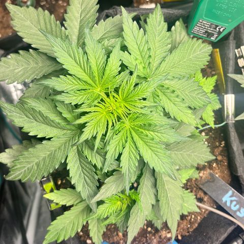 Royal Kush Automatic growlog timeline photo