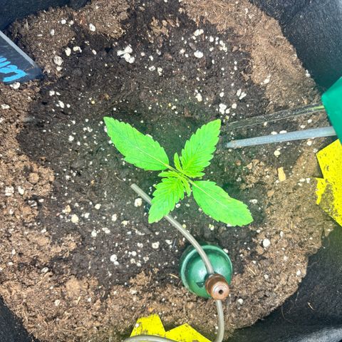 Lemon Wonder Automatic growlog timeline photo