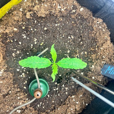 Mimosa Automatic growlog timeline photo