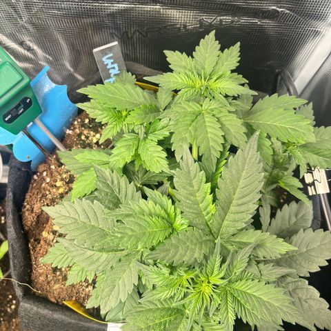 Auto Northern Lights growlog timeline photo