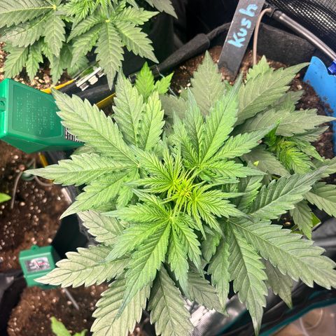Royal Kush Automatic growlog timeline photo
