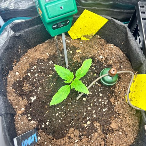 Lemon Wonder Automatic growlog photo: Braune Stelle an einem Blatt. Maßnahme: Düngung