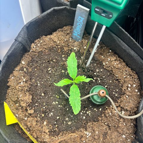 Mimosa Automatic growlog photo: Die Flecken sind zumindest nicht schlimmer geworden