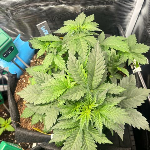 Auto Northern Lights growlog timeline photo