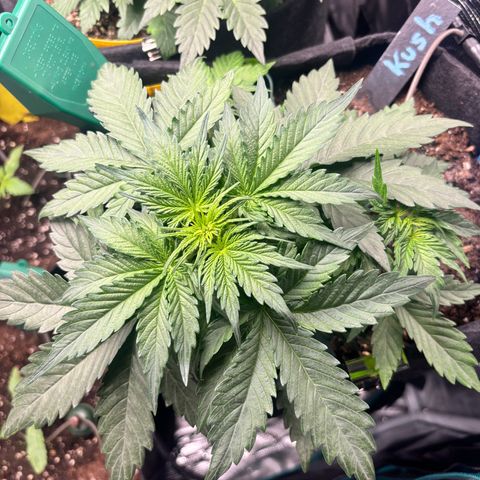 Royal Kush Automatic growlog timeline photo