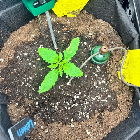 Lemon Wonder Automatic growlog photo: Das Blatt hat gelbe Flecken!
Ich gebe 1ml/l CalMag um auf 40mg Mg zu kommen.