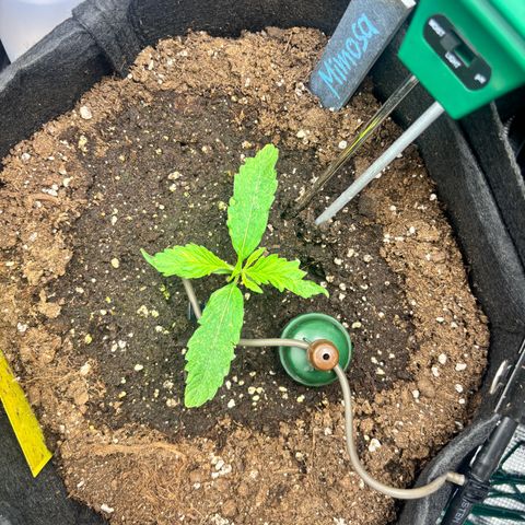 Mimosa Automatic growlog timeline photo