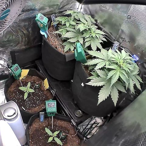Auto Northern Lights growlog timeline photo