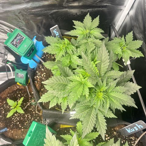 Auto Northern Lights growlog timeline photo