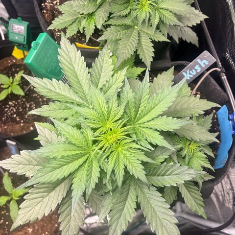 Royal Kush Automatic growlog timeline photo