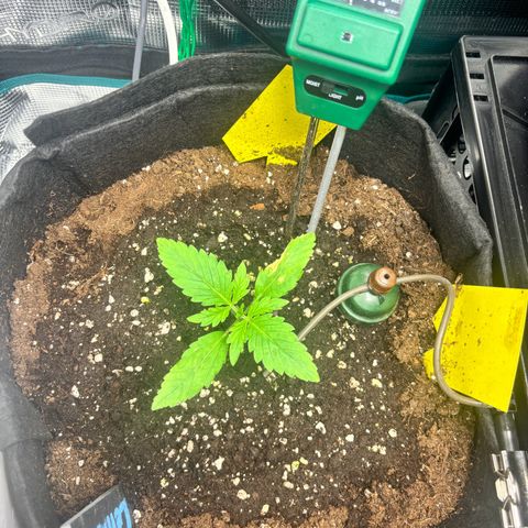 Lemon Wonder Automatic growlog timeline photo