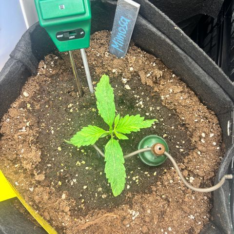 Mimosa Automatic growlog timeline photo