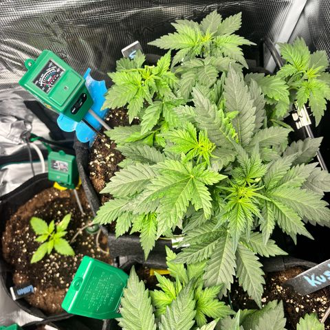 Auto Northern Lights growlog timeline photo