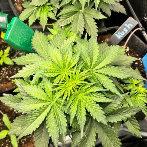 Royal Kush Automatic growlog timeline photo