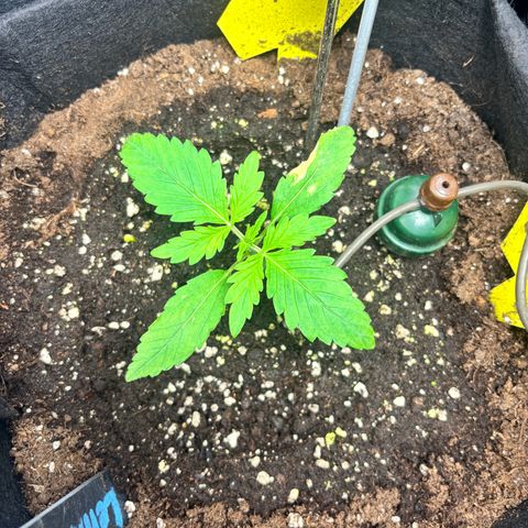 Lemon Wonder Automatic growlog timeline photo
