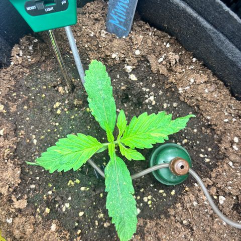 Mimosa Automatic growlog timeline photo