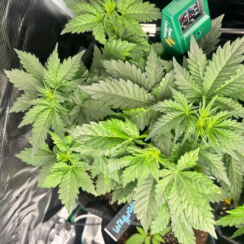 Auto Northern Lights growlog timeline photo
