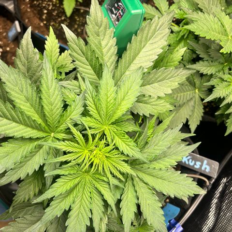 Royal Kush Automatic growlog timeline photo