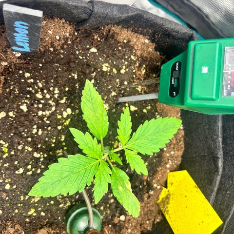 Lemon Wonder Automatic growlog timeline photo