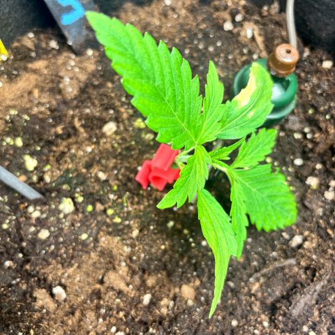 Lemon Wonder Automatic growlog timeline photo