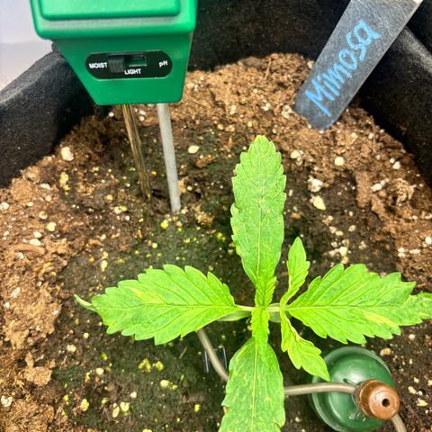 Mimosa Automatic growlog timeline photo