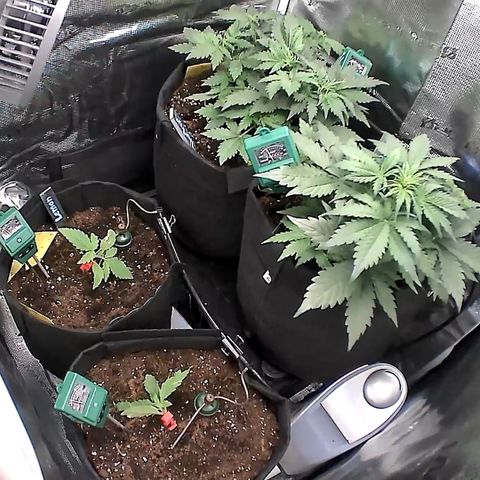 Auto Northern Lights growlog timeline photo