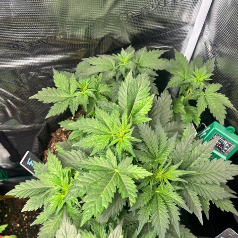 Auto Northern Lights growlog timeline photo