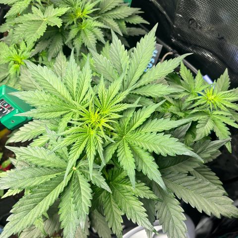 Royal Kush Automatic growlog timeline photo