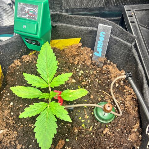 Lemon Wonder Automatic growlog timeline photo