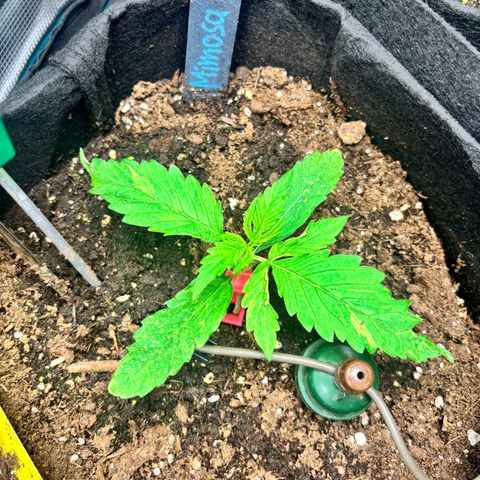 Mimosa Automatic growlog timeline photo