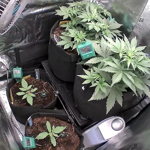 Auto Northern Lights growlog timeline photo