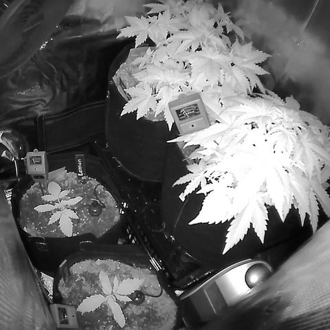 Auto Northern Lights growlog timeline photo