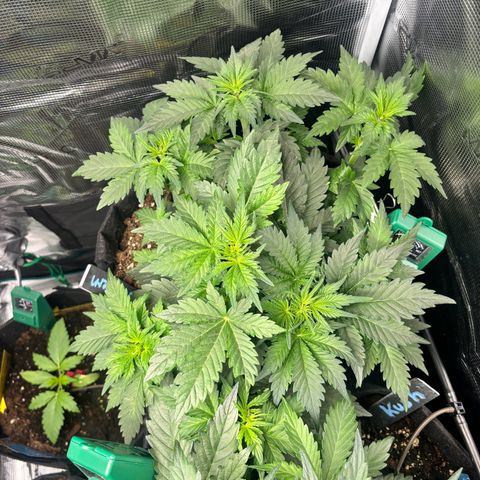 Auto Northern Lights growlog timeline photo