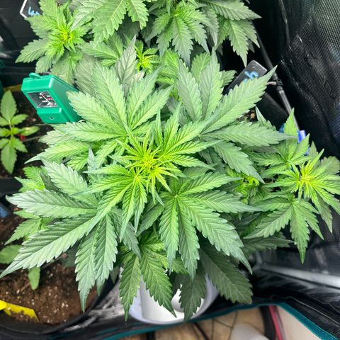 Royal Kush Automatic growlog timeline photo