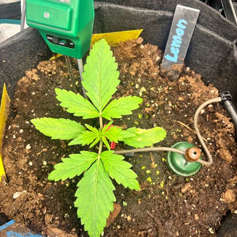 Lemon Wonder Automatic growlog timeline photo