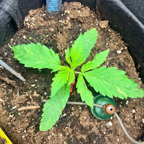 Mimosa Automatic growlog photo: Leicht aufgerollte Blätter. Erstmal kein Dünger