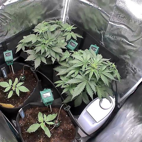 Auto Northern Lights growlog timeline photo