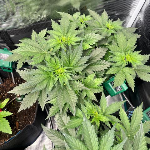 Auto Northern Lights growlog timeline photo