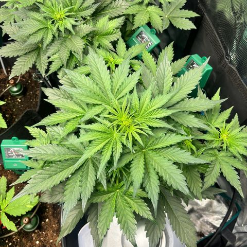 Royal Kush Automatic growlog timeline photo