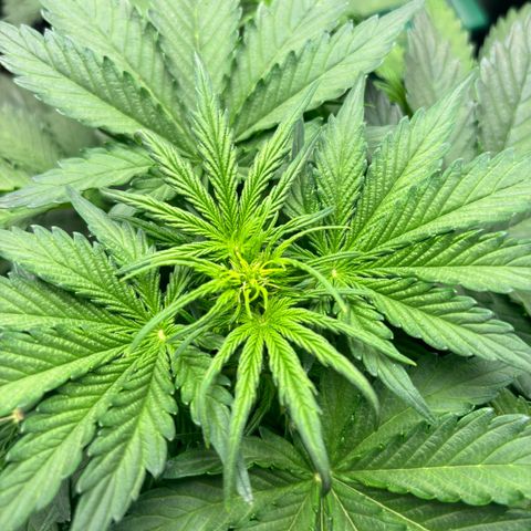 Royal Kush Automatic growlog timeline photo