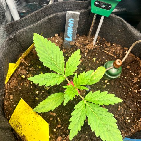 Auto Northern Lights growlog timeline photo