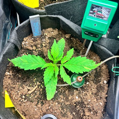 Mimosa Automatic growlog timeline photo