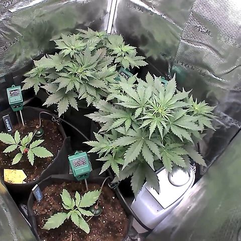 Auto Northern Lights growlog timeline photo