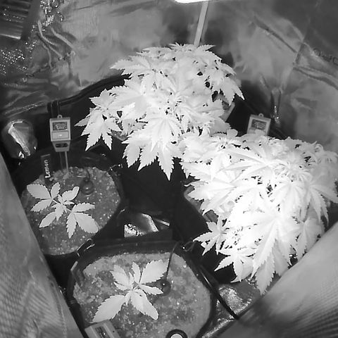 Auto Northern Lights growlog timeline photo
