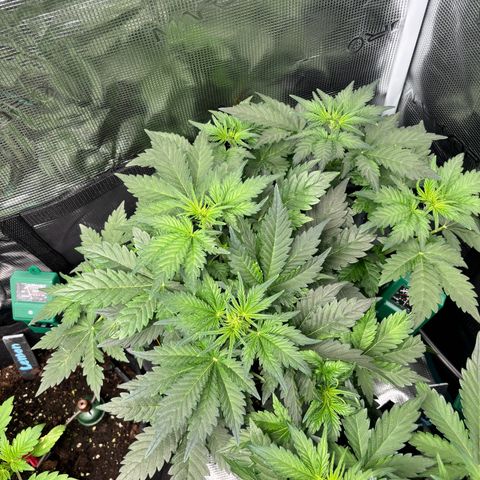 Auto Northern Lights growlog timeline photo