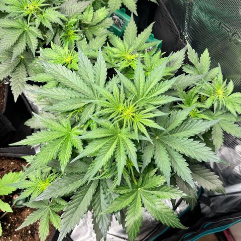 Royal Kush Automatic growlog timeline photo