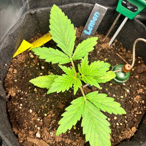 Lemon Wonder Automatic growlog timeline photo