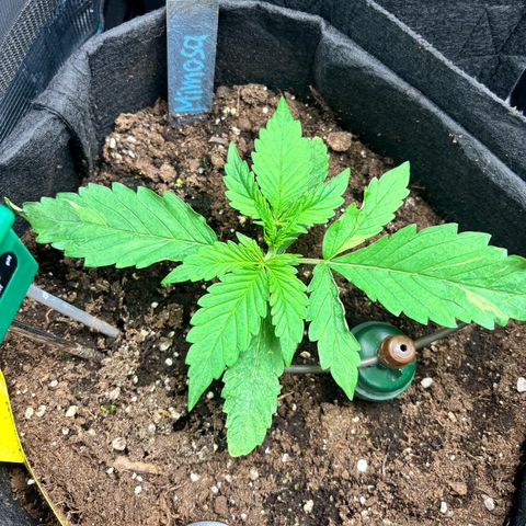Mimosa Automatic growlog timeline photo
